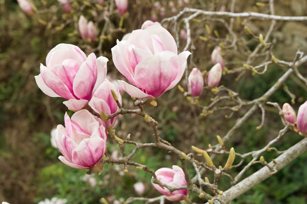 plant deciduous magnolia, branch with some flowers